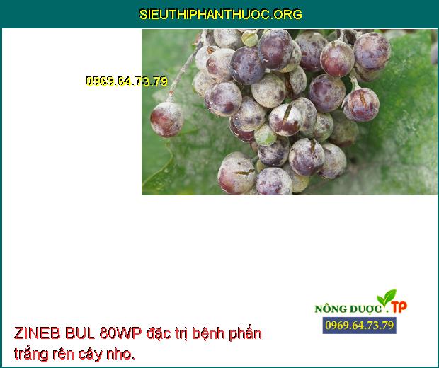 ZINEB BUL 80WP đặc trị bệnh phấn trắng rên cây nho.