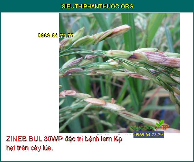ZINEB BUL 80WP đặc trị bệnh lem lép hạt trên cây lúa.