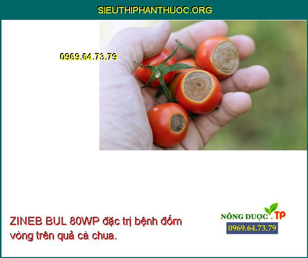 ZINEB BUL 80WP đặc trị bệnh đốm vòng trên quả cà chua.