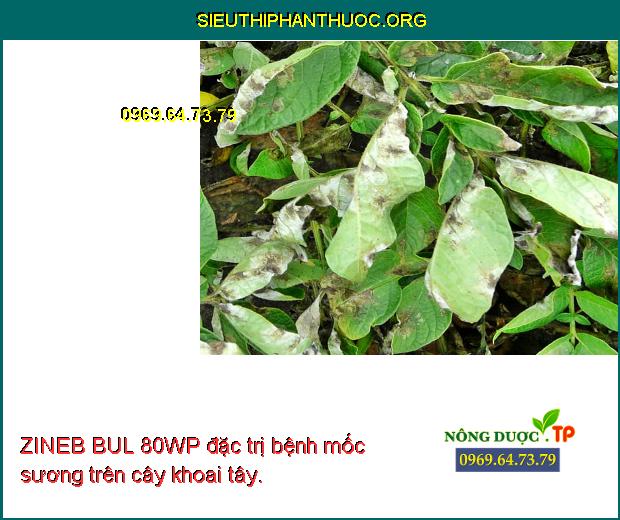 ZINEB BUL 80WP đặc trị bệnh mốc sương trên cây khoai tây.