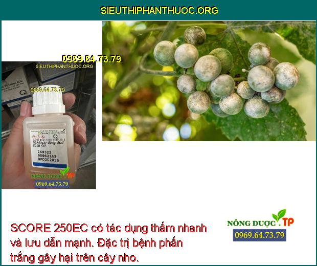 SCORE 250EC- THUỐC ĐẶC TRỊ BỆNH ĐỐM VÒNG- BỆNH NỨT DÂY CHO CÂY TRỒNG ...