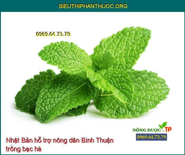 Nhật Bản hỗ trợ nông dân Bình Thuận trồng bạc hà