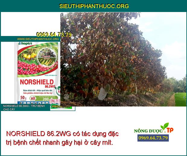 NORSHIELD 86.2WG có tác dụng đặc trị bệnh chết nhanh gây hại ở cây mít.