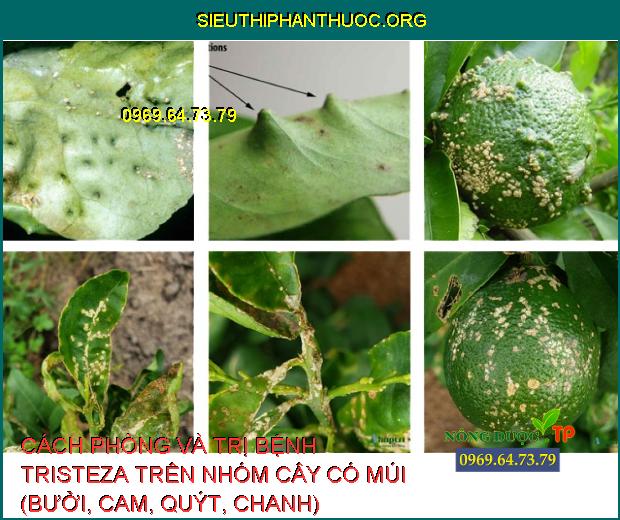 CÁCH PHÒNG VÀ TRỊ BỆNH TRISTEZA TRÊN NHÓM CÂY CÓ MÚI (BƯỞI, CAM, QUÝT, CHANH)