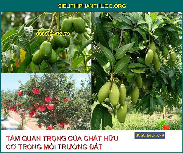 NHẬN DẠNG SÂU BỆNH GÂY HẠI CHÍNH TRÊN CÂY CÓ MÚI