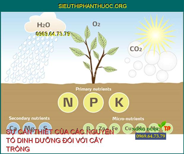 SỰ CẦN THIẾT CỦA CÁC NGUYÊN TỐ DINH DƯỠNG ĐỐI VỚI CÂY TRỒNG