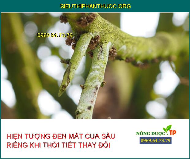 HIỆN TƯỢNG ĐEN MẮT CUA SẦU RIÊNG KHI THỜI TIẾT THAY ĐỔI