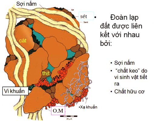 TẦM QUAN TRỌNG CỦA CHẤT HỮU CƠ TRONG MÔI TRƯỜNG ĐẤT