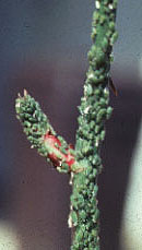 11aphid5