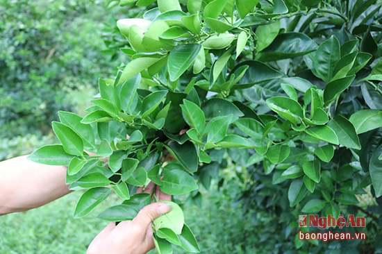 doc dao: lam phan bon cho cam tu la trau khong hinh anh 4