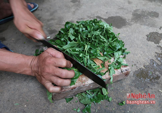 doc dao: lam phan bon cho cam tu la trau khong hinh anh 1