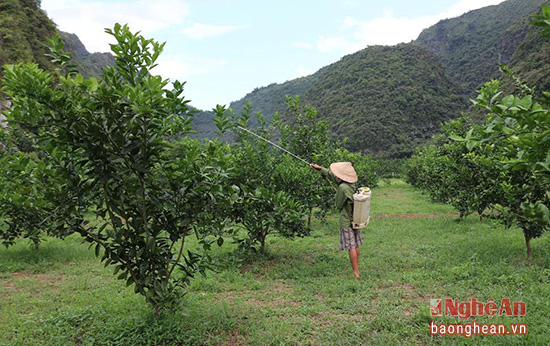 doc dao: lam phan bon cho cam tu la trau khong hinh anh 3