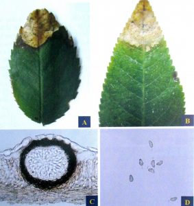 Bệnh đốm lá Phyllosticta trên hoa hồng (phyllosticta leaf spot disease) (1)