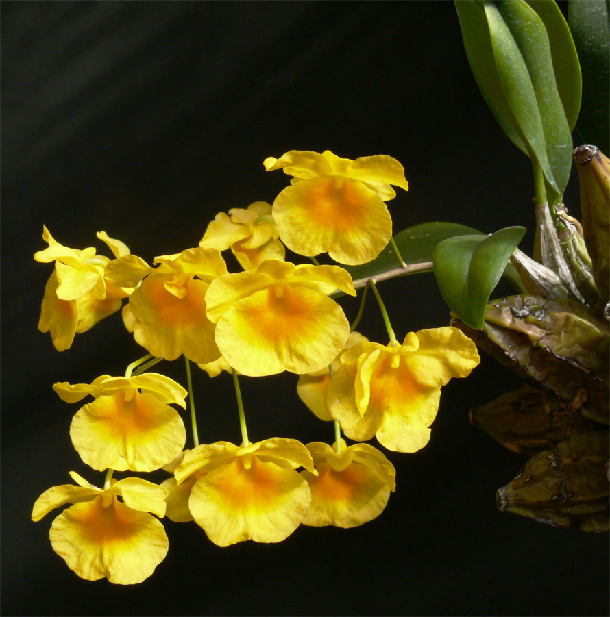 Dendrobium lindleyi – Dendrobium aggregatum, Hoàng thảo Vẩy rồng