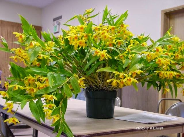 Thủy tiên râu mép, môi tơ – Dendrobium brymerianum