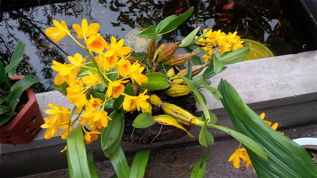 Thủy Tiên Vàng, Hoàng Lạp - Dendrobium chrysotoxum