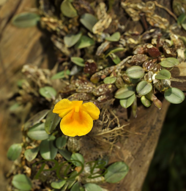 Dendrobium jenkensii, Hoàng thảo Vẩy rắn – lan vẩy rắn – lan vẩy cá – vảy cá