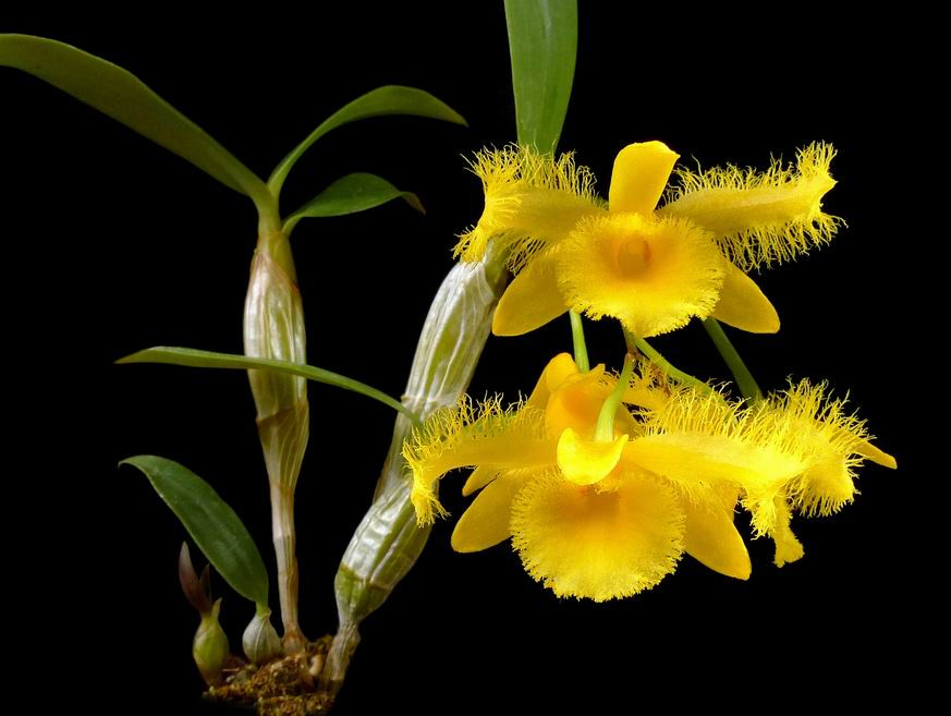 Thủy tiên tua, thủy tiên râu cánh - Dendrobium harveyanum