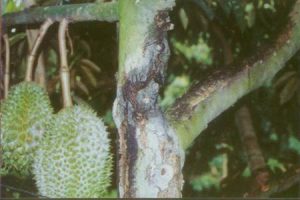 PHYTOPHTHORA DISEASE IN DURIAN