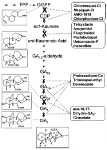 Vị trí tác động của một số chất ức chế sự tổng hợp Gibberellin trong quá trình sinh tổng hợp GA - X Vị trí tác động chính - x vị trí tác động phụ