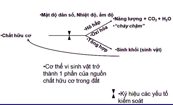 TẦM QUAN TRỌNG CỦA CHẤT HỮU CƠ TRONG MÔI TRƯỜNG ĐẤT