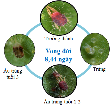 Hiệu quả cao diệt cả ấu trùng trong trứng, sâu non và cả chu kỳ sống của nhện gây hại.