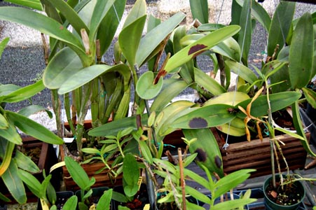 crowded plants