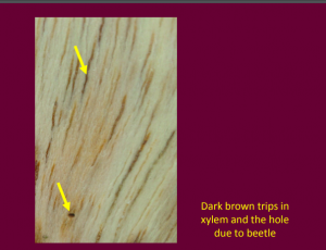 dark brown trips