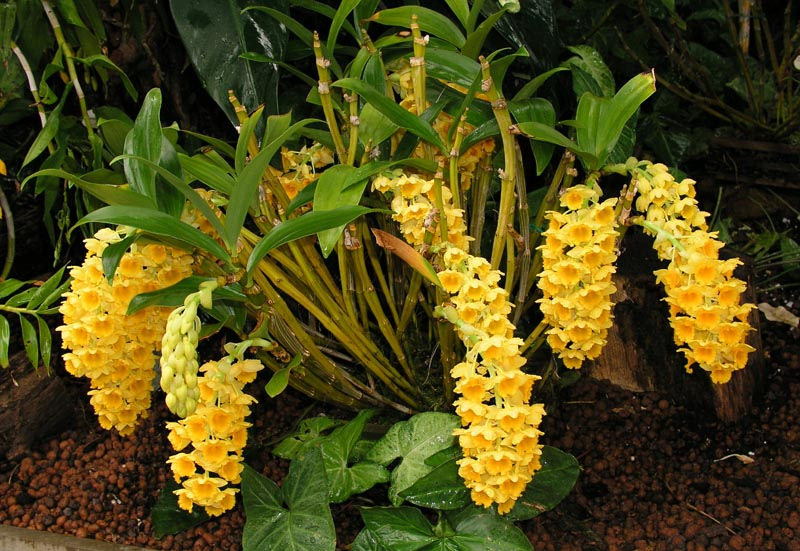 Thủy Tiên mỡ gà - Dendrobium densiflorum