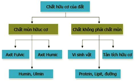 TẦM QUAN TRỌNG CỦA CHẤT HỮU CƠ TRONG MÔI TRƯỜNG ĐẤT