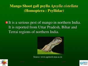mango-shoot-gall-psylla-apsylla-cistellata-homoptera-psyllidae-n