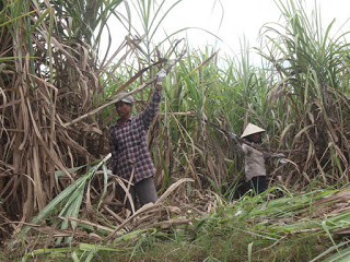 Người dân xã Xuân Bắc (H.Xuân Lộc) thu hoạch mía. Ảnh: Lê Lâm