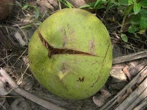 nứt và rụng trái dừa