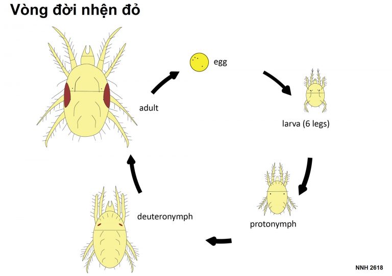 VÒNG ĐỜI NHỆN ĐỎ