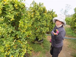 BỆNH VÀNG LÁ GREENING GÂY HẠI TRÊN CÂY QUẤT CẢNH