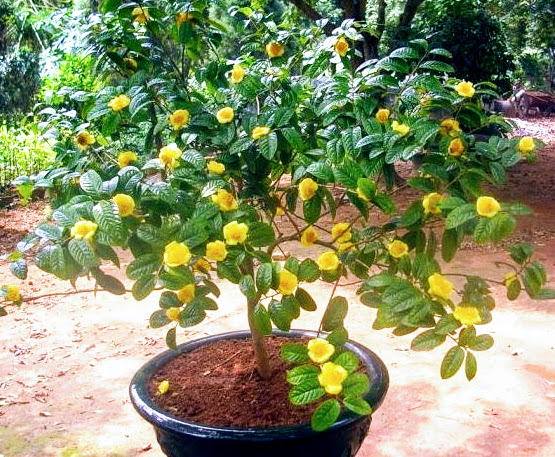 Cây giống trà hoa vàng: Mua bán trực tuyến Cây hạt giống & củ với giá rẻ | Lazada.vn