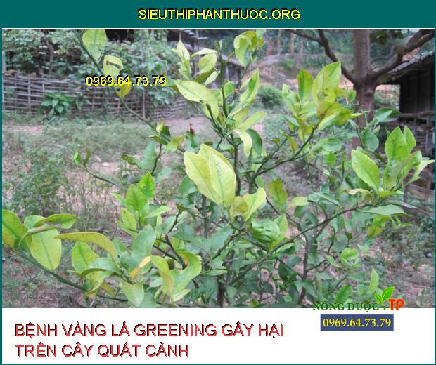 BỆNH VÀNG LÁ GREENING GÂY HẠI TRÊN CÂY QUẤT CẢNH