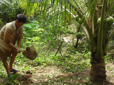 KỸ THUẬT CHĂM SÓC DỪA XIÊM XANH