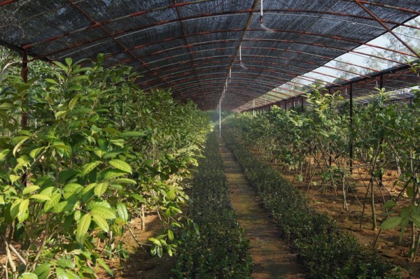 Kỹ thuật trồng và chăm sóc cây trà hoa vàng