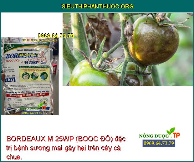 BORDEAUX M 25WP (BOOC ĐÔ) đặc trị bệnh sương mai gây hại trên cây cà chua.