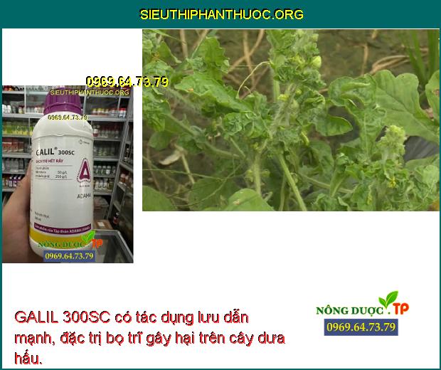 GALIL 300SC có tác dụng lưu dẫn mạnh, đặc trị bọ trĩ gây hại trên cây dưa hấu.
