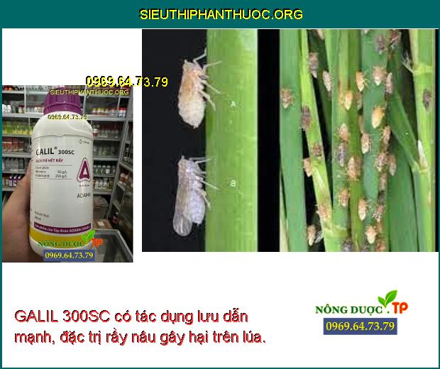 GALIL 300SC có tác dụng lưu dẫn mạnh, đặc trị rầy nâu gây hại trên lúa.