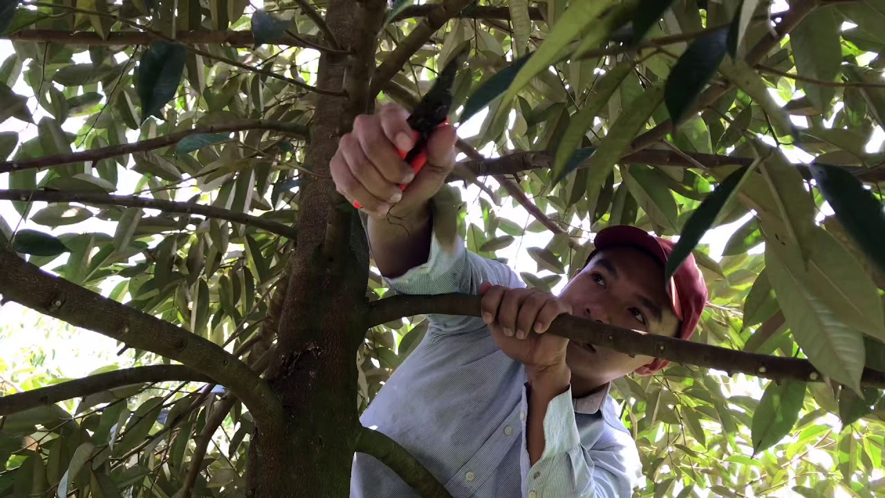 Durian Pruning | Kỹ Thuật Tỉa Cành Tạo Tán Sầu Riêng Giao Đoạn Cây 2 Năm Tuổi | Thịnh Sầu Riêng - YouTube