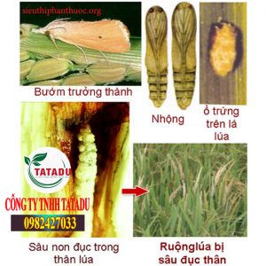 SÂU-ĐỤC-THÂN