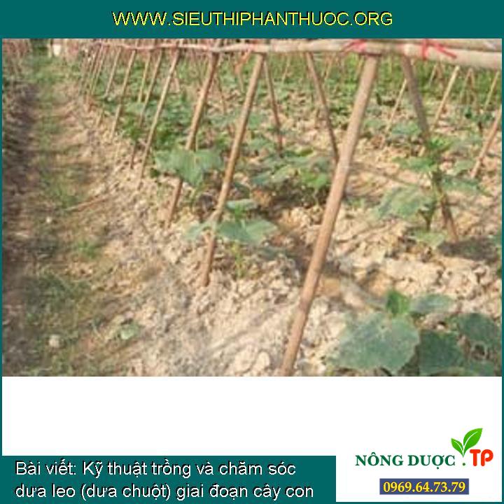 Kỹ thuật trồng và chăm sóc dưa leo (dưa chuột) giai đoạn cây con
