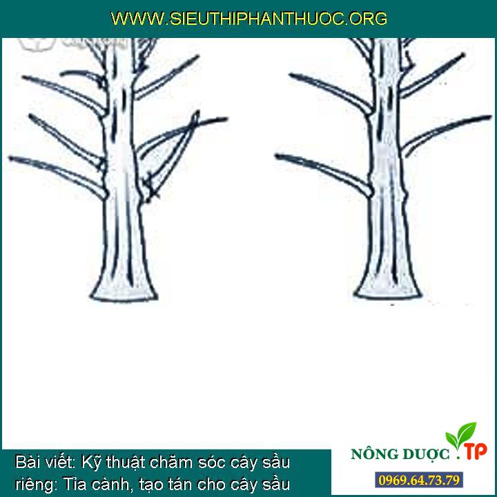 Kỹ thuật chăm sóc cây sầu riêng: Tỉa cành, tạo tán cho cây sầu riêng