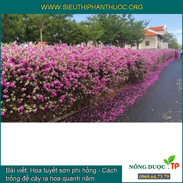 Hoa tuyết sơn phi hồng - Cách trồng để cây ra hoa quanh năm