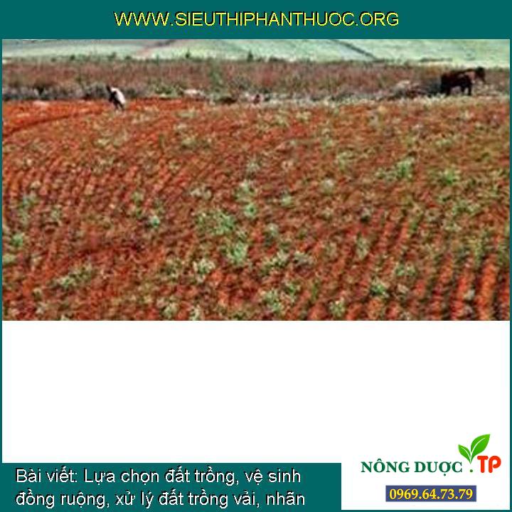 Lựa chọn đất trồng, vệ sinh đồng ruộng, xử lý đất trồng vải, nhãn