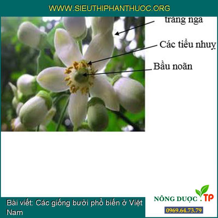 Các giống bưởi phổ biến ở Việt Nam