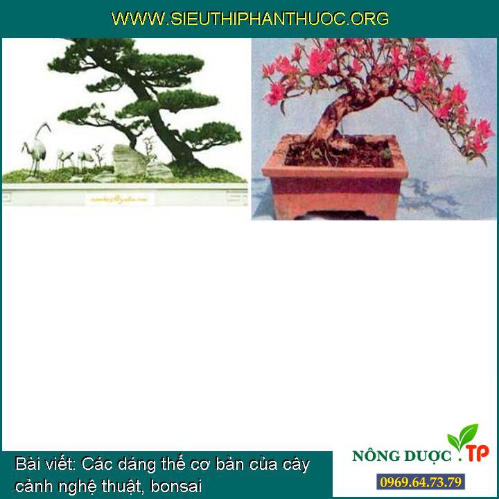 Các dáng thế cơ bản của cây cảnh nghệ thuật, bonsai - SIÊU THỊ PHÂN THUỐC